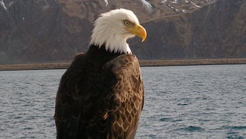Eagle gets takeout meal