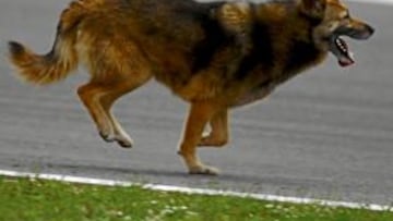 <b>INAUDITO. </b> El perro que se salvó, cruzando por mitad de la pista