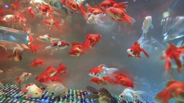 Un jubilado se libra de su inquilino moroso y se topa con un ‘regalo de Navidad’ de 25 euros diarios: “Nos prohíben el acceso”