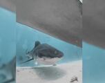 Viral video shows inside of shark’s mouth as it swallows a camera