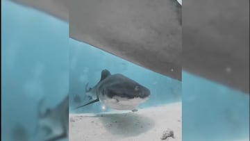 El video viral del tiburón que se traga una cámara