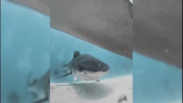 El video viral del tiburón que se traga una cámara