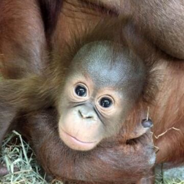 El @NationalZoo se vio obligado a contestar así. "@VAAquarium Este es Redd, nuestra cría de orangután en peligro de extinción. Y es el más adorable. ¿Te retiras ya?".