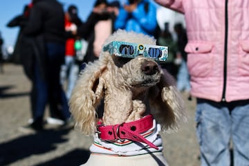 La perrita Dana usa anteojos mientras la gente observa un eclipse solar anular, en Las Horquetas, Santa Cruz, Argentina,