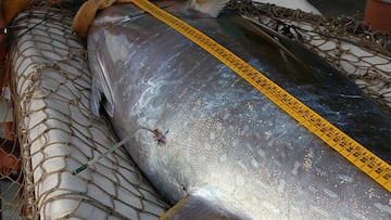 Captura un enorme atún rojo de más de 200 kilos y lo vende por 2.300 euros
