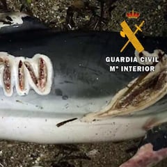 Hallan delfines mutilados y marcados a cuchillo en Almería