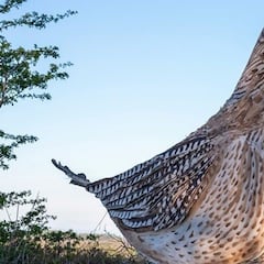 Un hombre camina 85 kilómetros disfrazado de pájaro gigante para sorpresa de los lugareños: “Fue un poco impactante”