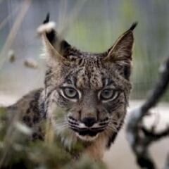 Suceso histórico: nacen seis linces ibéricos en una misma camada