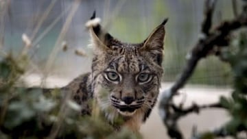 Suceso hist¨®rico: nacen seis linces ib¨¦ricos en una misma camada