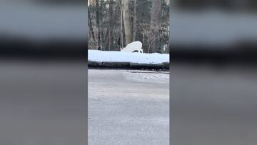 Captan a un animal que es casi imposible de ver: mágico