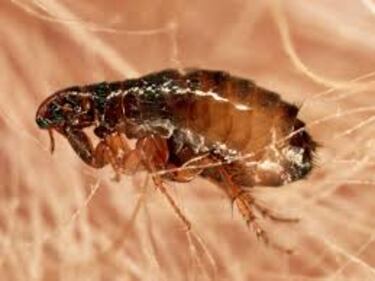 Residente de California da positivo a la peste: ¿Cuáles son los síntomas y qué tan peligroso es?