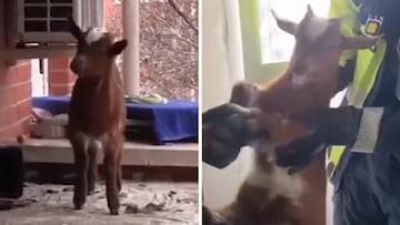 Rescatan a una cabra atrapada en la ventana de un quinto piso en Madrid