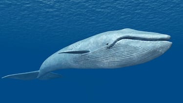 Could Godzilla or King Kong exist in real life? One law of physics has the answer