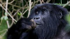 FILE PHOTO: An endangered female high mountain gorilla from the Sabyinyo family eats inside the forest within the Volcanoes National Park near Kinigi, northwestern Rwanda, January 9, 2018. Picture taken January 9, 2018. REUTERS/Thomas Mukoya/File Photo