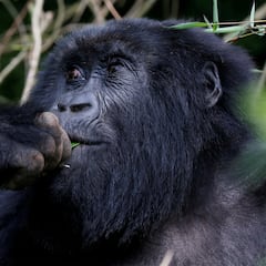 Descubren cómo surgen las enfermedades humanas