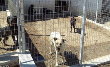 Cristiano Ronaldo ayuda a salvar un refugio para perros