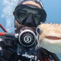Un buceador español graba un entrañable vídeo con un pez globo