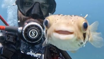 El buceador Carlos y el pez globo.
