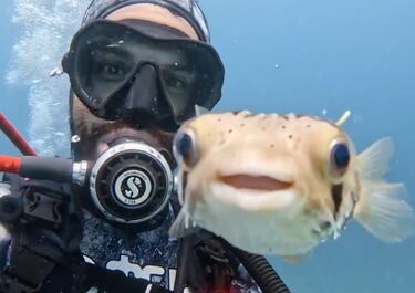 Este pescado muy típico en algunas regiones de México puede ser peigroso por el veneno que contiene