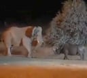 Un elefante y rinoceronte pelean y se hace megaviral: el final no se lo esperan