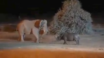 Vídeo: Elefante y rinoceronte pelean y se vuelve viral en redes sociales