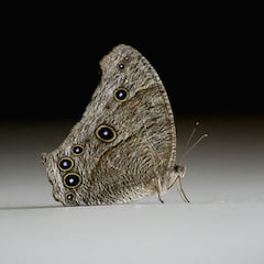 Aumentan las polillas en Santiago: esta es la mejor forma de combatirlas si llegan a tu casa