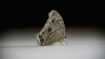 Trampas para acabar con las polillas.