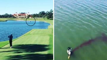 Incre¨ªble: mata ,sin querer, un pato con un bolazo de golf