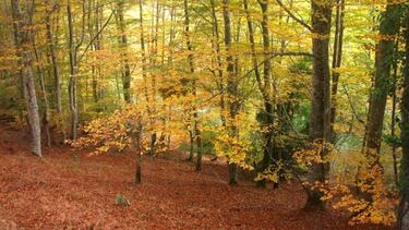 Esta excursión nos lleva hasta uno de los bosques más espectaculares de Cantabria, situado en el sur de la región. La ruta parte de Riopanero, lugar donde se encuentra el Centro de Interpretación del Monte Hijedo. Los primeros metros de la ruta son muy suaves, hastaque llega al bosque donde nos encontramos los primeros ejemplos de rebollo o quejigo. Tras cruzar una portilla se llega a la confluencia del río Hijedo y el arroyo de las Breñas, y una vez dejado atrás un refugio forestal, tomamos la pista que discurre paralela a la margen izquierda del río Hijedo y nos adentramos en una gran masa boscosa donde predomina el roble albar, aunque hay también abundantes hayas, además de una reserva de tejos centenarios. La pista muere en medio del bosque, pero un poco antes de su final, hay que tomar un desvío a la izquierda que nos lleva hasta el río, que deberemos vadear para seguir  avanzando. Tras cruzarlo, llegamos a la Cruz de la Raya, que marca el límite con la provincia de Burgos. El Monte Hijedo es uno de los espacios naturales más extensos de esta parte del país. El camino finaliza en la localidad burgalesa de Santa Gadea, y para volver al inicio, Riopanero, tenemos que desandar todo el camino y disfrutar de nuevo de un entorno natural único y singular.
