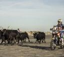 Los toros de Camarga también participan en el Dakar 2015
