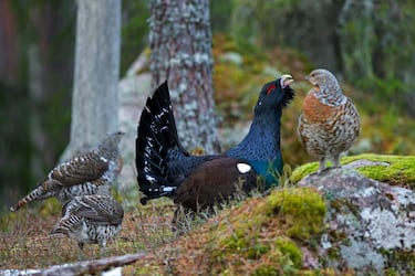 El urogallo (Tetrao urogallus cantabricus) es un gallo de gran tamaño, se caracteriza por su plumaje gris oscuro, que adquiere reflejos verde metálico en el pecho, sus alas son de color pardo y algunos detalles en blanco y una cola amplia y redondeada de color gris oscuro con manchas blancas que despliega para cortejar a la hembra. La primera amenaza sobre el Urogallo cantábrico, es la perdida y degradación del hábitat, construyendo carreteras, pistas de esquí..., otro factor de pérdida del hábitat son los incendios forestales en Asturias, es la segunda región en número de incendios. A pesar de que está prohibda la caza de este animal, La caza furtiva se sigue produciendo, si bien es anecdótica y de escasa importancia Los individuos machos son un objetivo especialmente fácil, y la caza furtiva de urogallo es considerada común 
