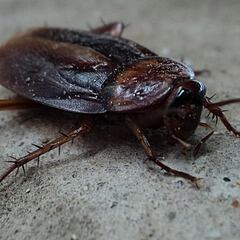 Why you shouldn’t crush cockroaches