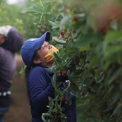 ¿Qué pasará con la industria cervecera en los próximos meses?