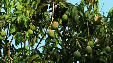 ¿Cómo se llama el árbol del mango? El desconocido nombre que no todos conocen