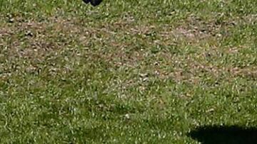 Preocupa el estado del césped del estadio de Burdeos