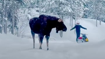 Alce con piloto de moto de nieve