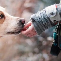 ¿Pueden los perros percibir un terremoto antes que los humanos?