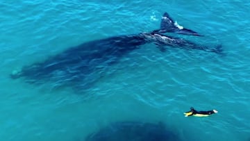 Surfista con una ballena franca austral en Australia, en septiembre del 2023. 