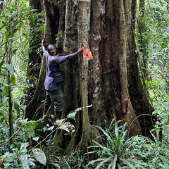 Los investigadores se adentran en el corazón del bosque de Tanzania y tropiezan con un coloso milenario