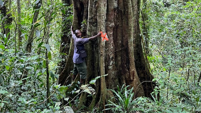 Researchers found the tropical Tessmannia princeps in the Udzungwa mountains, reaching over 130 feet high.