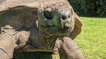 Johnathan, who is believed to have been born around 1832, earned the title of the world’s oldest living land animal in 2022 and is still going strong.
