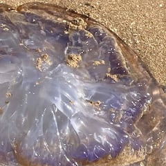 Avistan medusas gigantes muy raras de ver en las playas de Andalucía