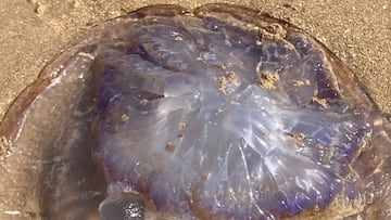 Avistan medusas gigantes muy raras de ver en las playas de Andalucía