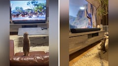 El viral del año: un suricato ‘Timón’ se emociona así viendo la película de El Rey León