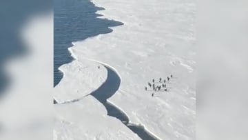 El vídeo de este pingüino en apuros es mundial: ¡Óscar al mejor suspense!