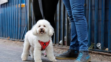 Si tienes una mascota, debes estar preparado: alerta en Chile por peligrosa bacteria multirresistente