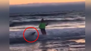 Megan Pagnini es atacada por un león marino