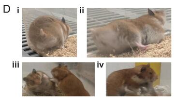 Imágenes compartidas por los investigadores del experimento.