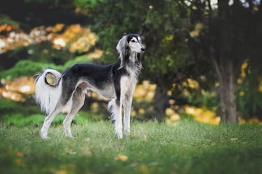 Las razas de perros más rápidas: ¿cuáles son y qué velocidad pueden alcanzar?