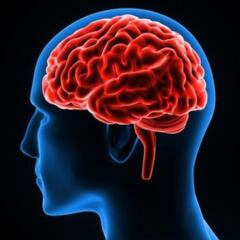 Descubren en qué parte del cuerpo humano se puede ocultar la Covid-19 y sus posibles consecuencias